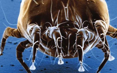 Dust mites and Animals