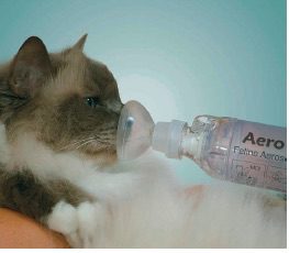 Felines Asthma